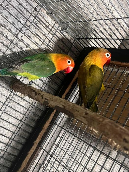 Agapone fisher casal