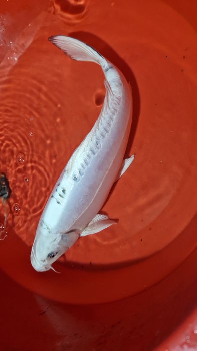 Carpa koi branca