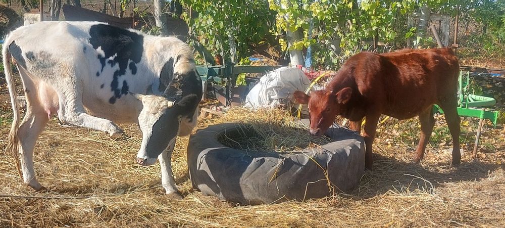 Продам стадо молодых коров .