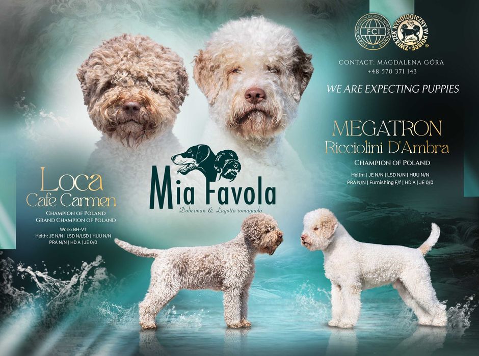 Lagotto Romagnolo FCI brązowy piesek