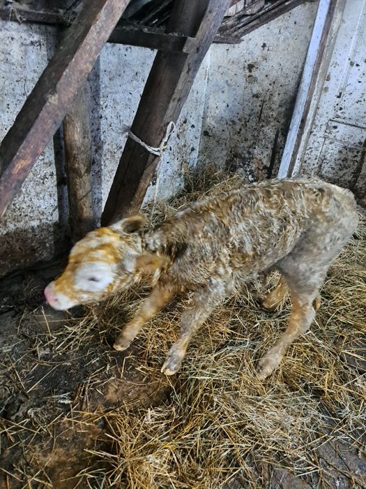 Продається молочне теля