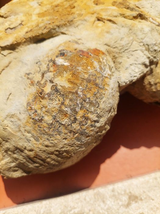 Fóssil Nautilus e amonite