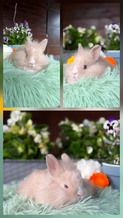Karzełki Teddy Mini