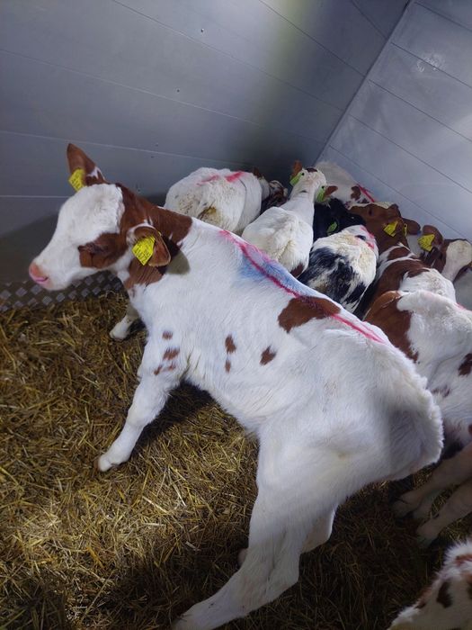 Cielęta mięsne byczki jałoszki Siemień