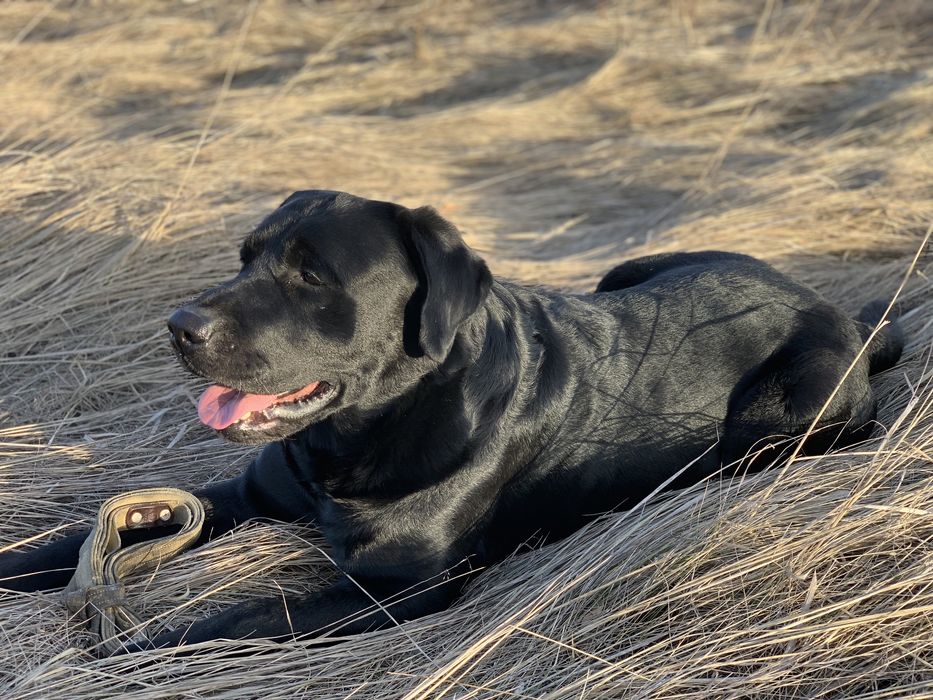 Кобель лабрадора ретривера для вʼязки