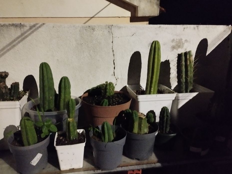 Cacto S.Pedro Echinopsis
pachanoi