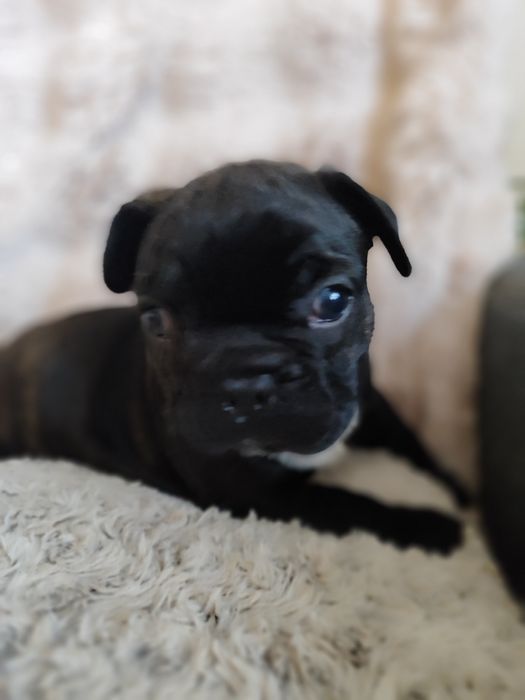 Buldog francuski dziewczynka