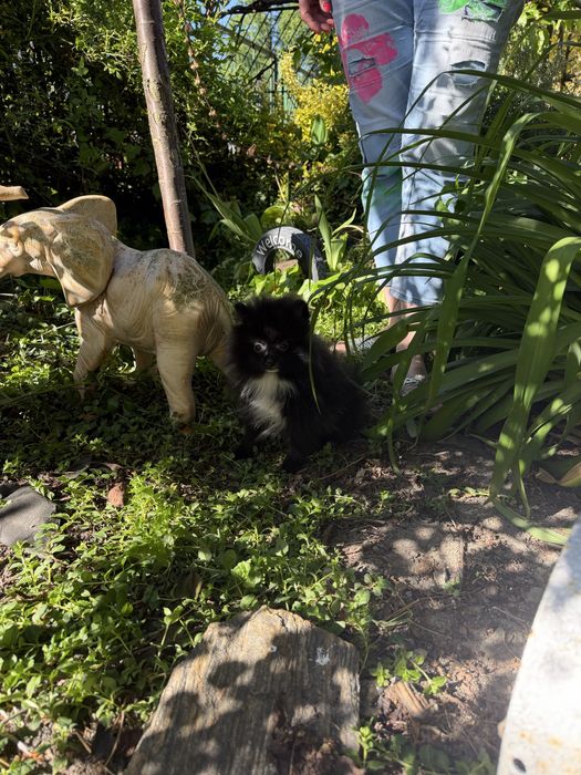 Szpic miniaturowy pomeranian piesek czarny