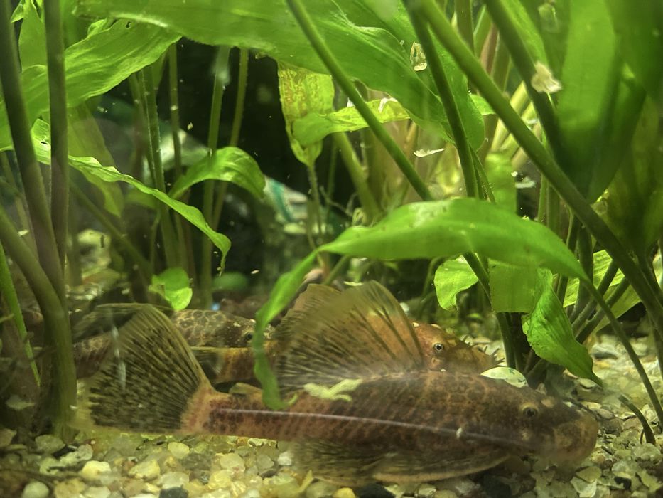 Взрослые анциструс