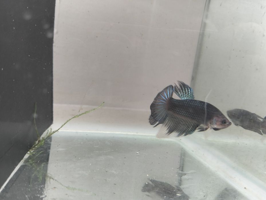 Casais de bettas