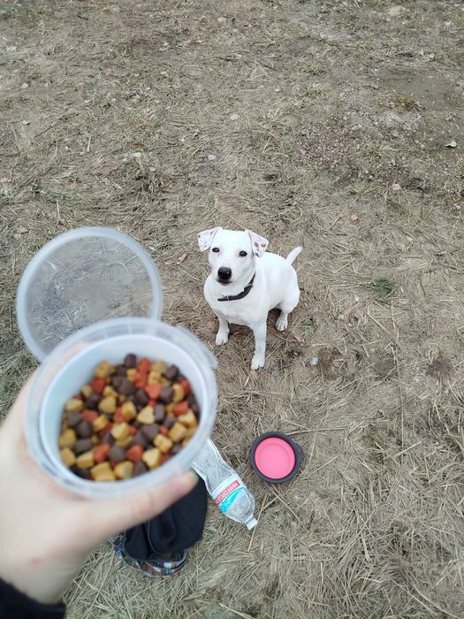 Кінолог Дресерування Київ та область