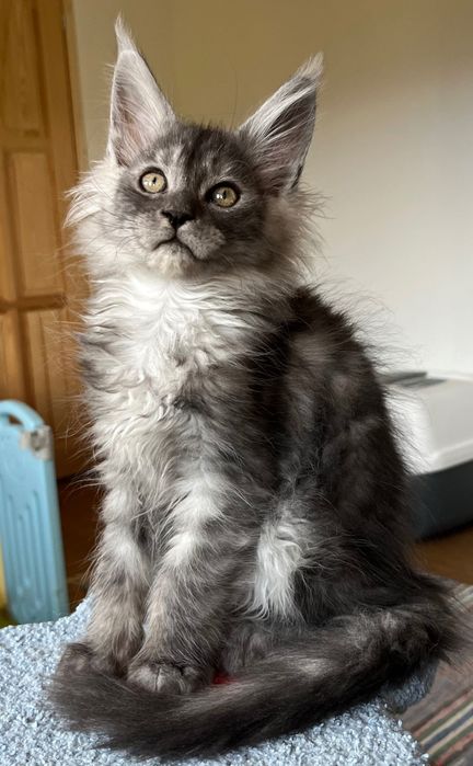REZERWACJA Magiczny, ekskluzywny kocurek Maine Coon CZARNY DYMNY