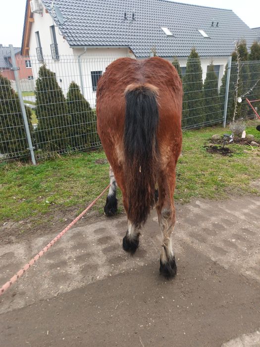 Klaczka zimnokrwista