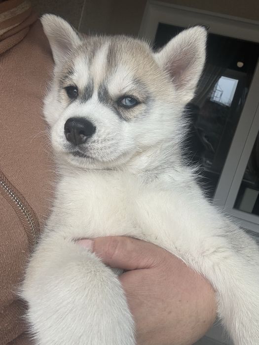 Мои разноглазые и голубоглазые хасчата