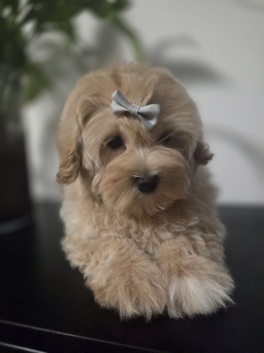 Maltipoo chłopiec do odbioru!