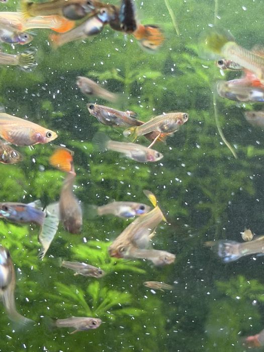 Vendo Guppys Variados
