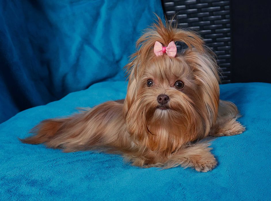 Yorkshire Terrier Yorki Chocolate Red York Mini suczka 1.3 kg
