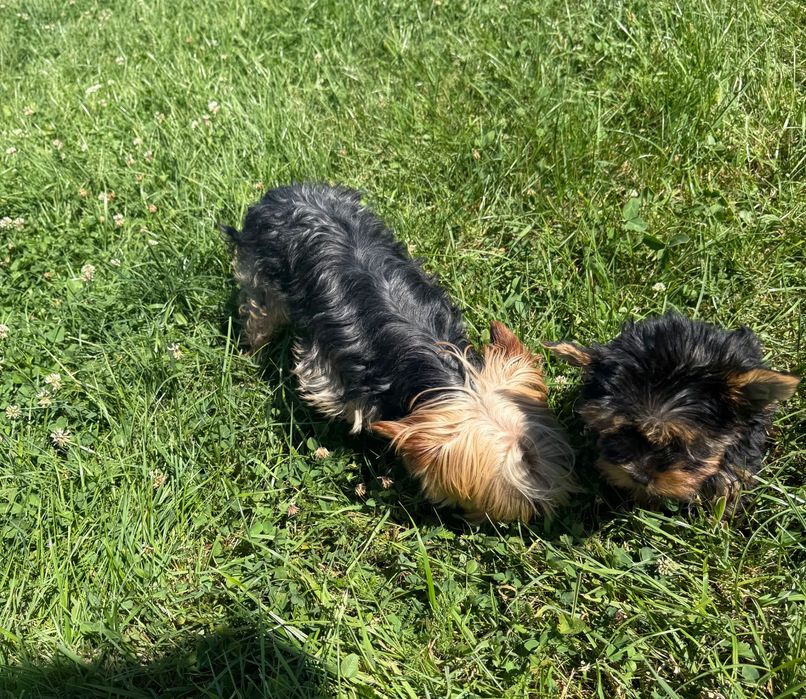 Yorkshire terrier miniaturka samiec