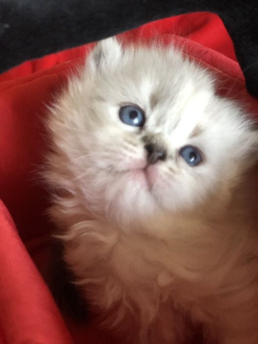 шотландские котята