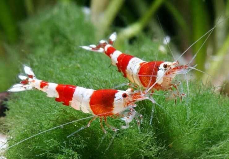 Мох , минералы, креветки кристалл, листья миндаля