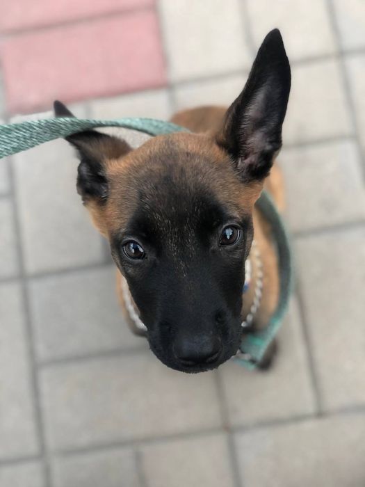 Бельгийская овчарка малинуа