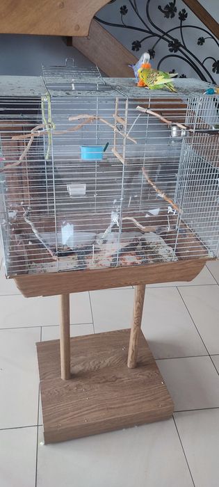 Papugi faliste oswojone