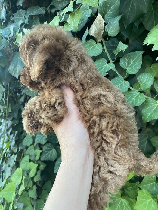 Цуцената той пудель  хлопчики та дівчатка