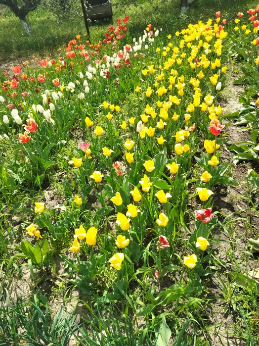 Тюльпани голандські