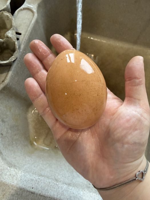 Jajka wiejskie, od zadbanych kurek wolnożyjących