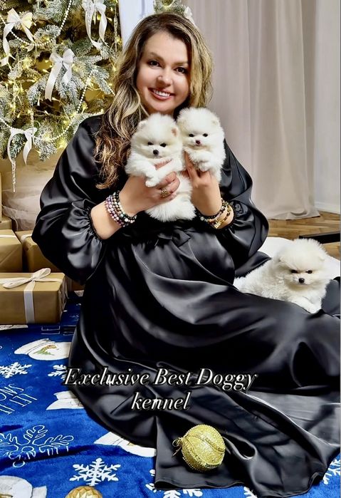 SUPER VIP mini щенки белые померанские шпицы. Щенок померанец шпиц