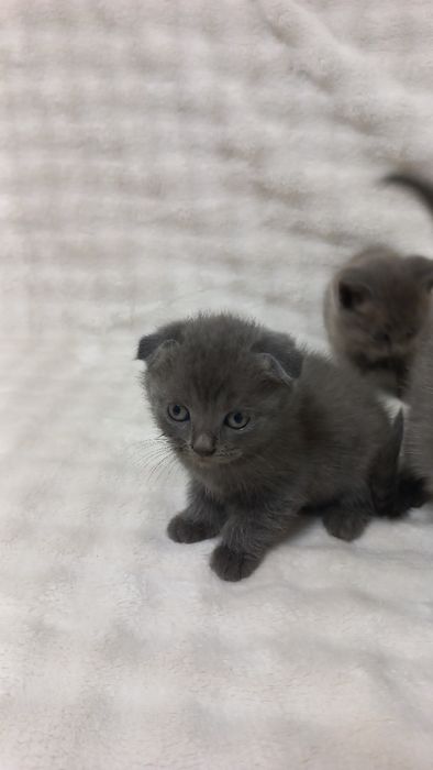 Продаж шотладських висловухих та прямовухих котиків