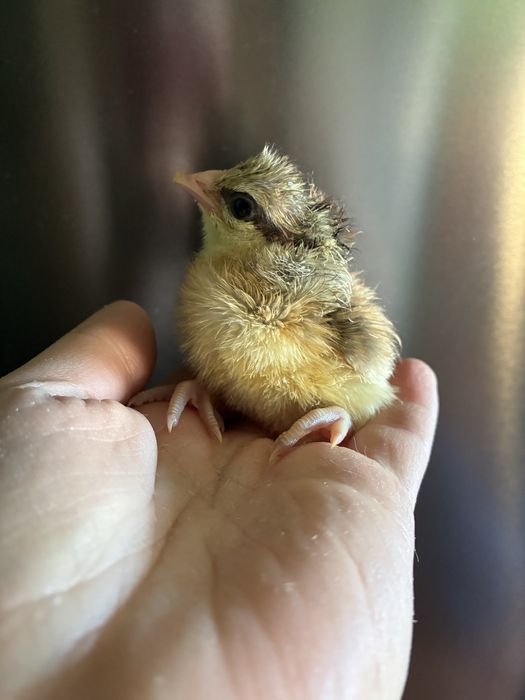 Jaja lęgowe mix kur