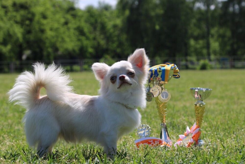 Вязка чихуахуа