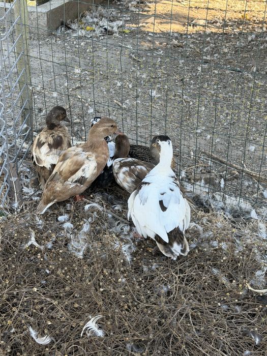Patos call duck ou mignons