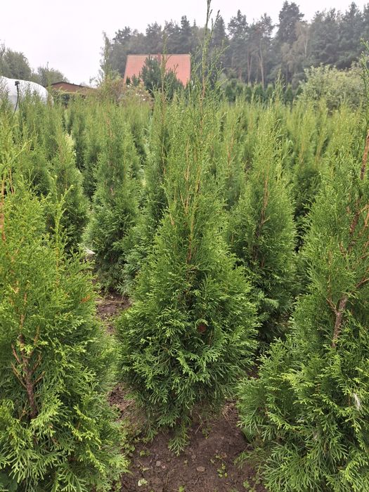 Tuja szmaragd  60-100cm -  ruszamy ze sprzedażą sadzonek z gruntu