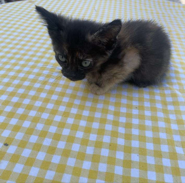 Gata bebé para dar