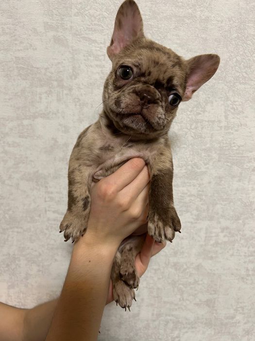 Девочка французского бульдога