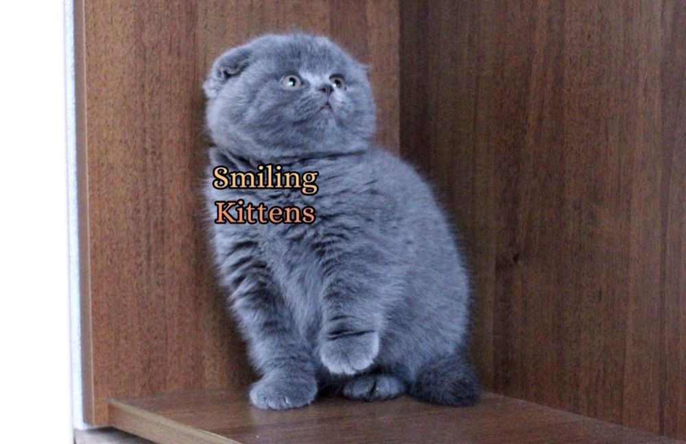 Зміни своє життя, принеси додому кошеня