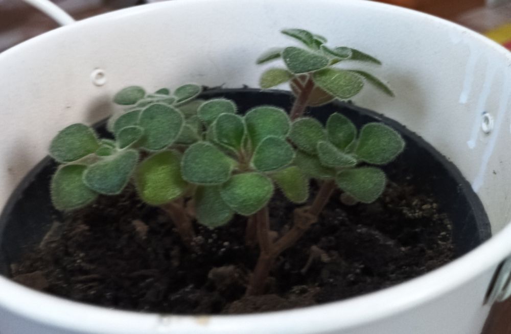 Drzewko Miłości mozna formować jak bonsai