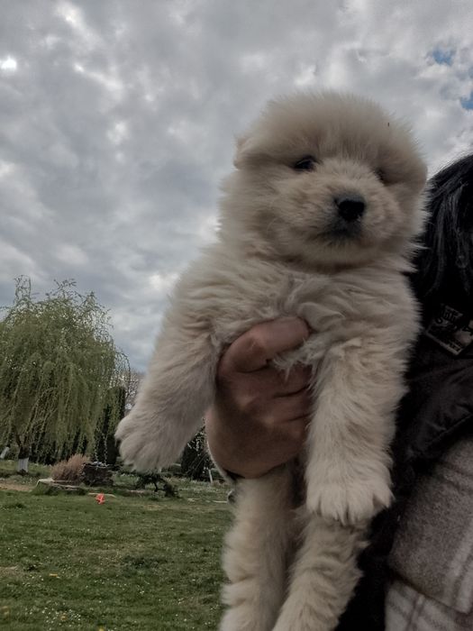 Самоїдська собака  хлопчик