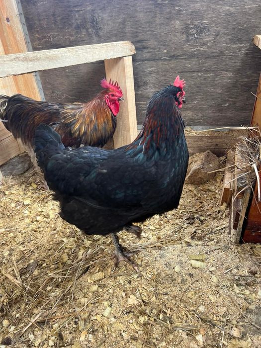 Tenho ovos galados e pintos das seguintes raças: