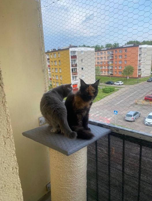 Siatka balkonowa dla kotów / na gołębie