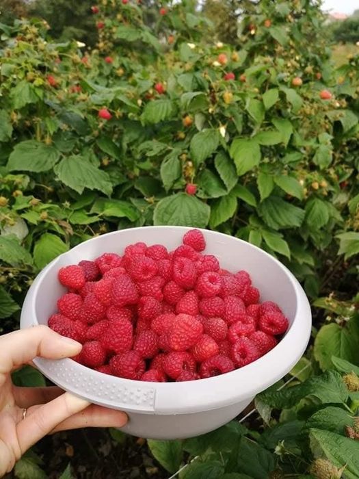 30 sadzonek maliny letniej, 2zł/szt