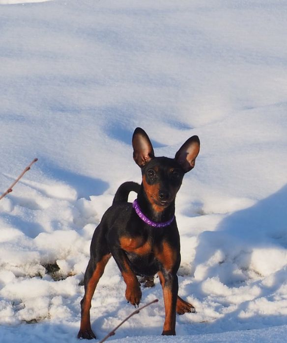 Sunia  Pinczer Miniaturowy FCI - wesoła _ odważna suczka