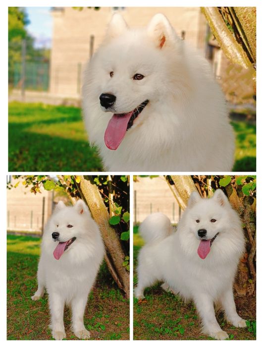 Samoyed piesek  biały miś