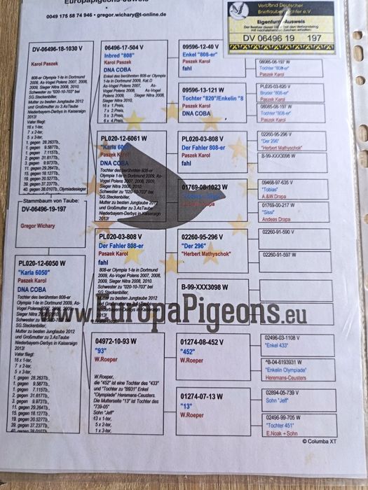 Golebie pocztowe w linii