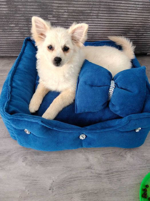 Szpic pomeranian miniaturka