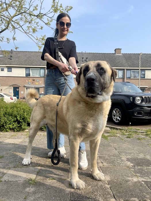 Вигул собак в Івано-Франківську, домашня перетримка, зоотаксі