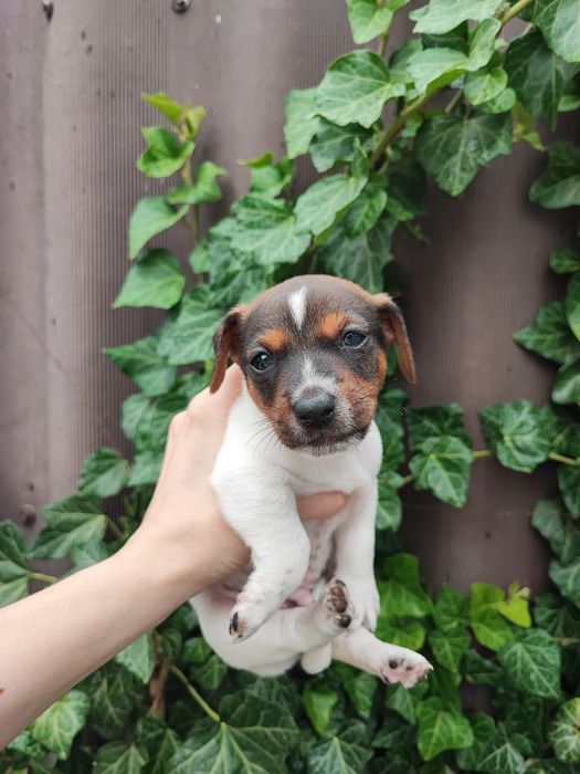 Мальчик Джек Рассел