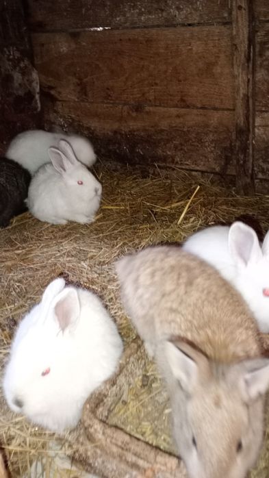 Młode króliki mieszańce